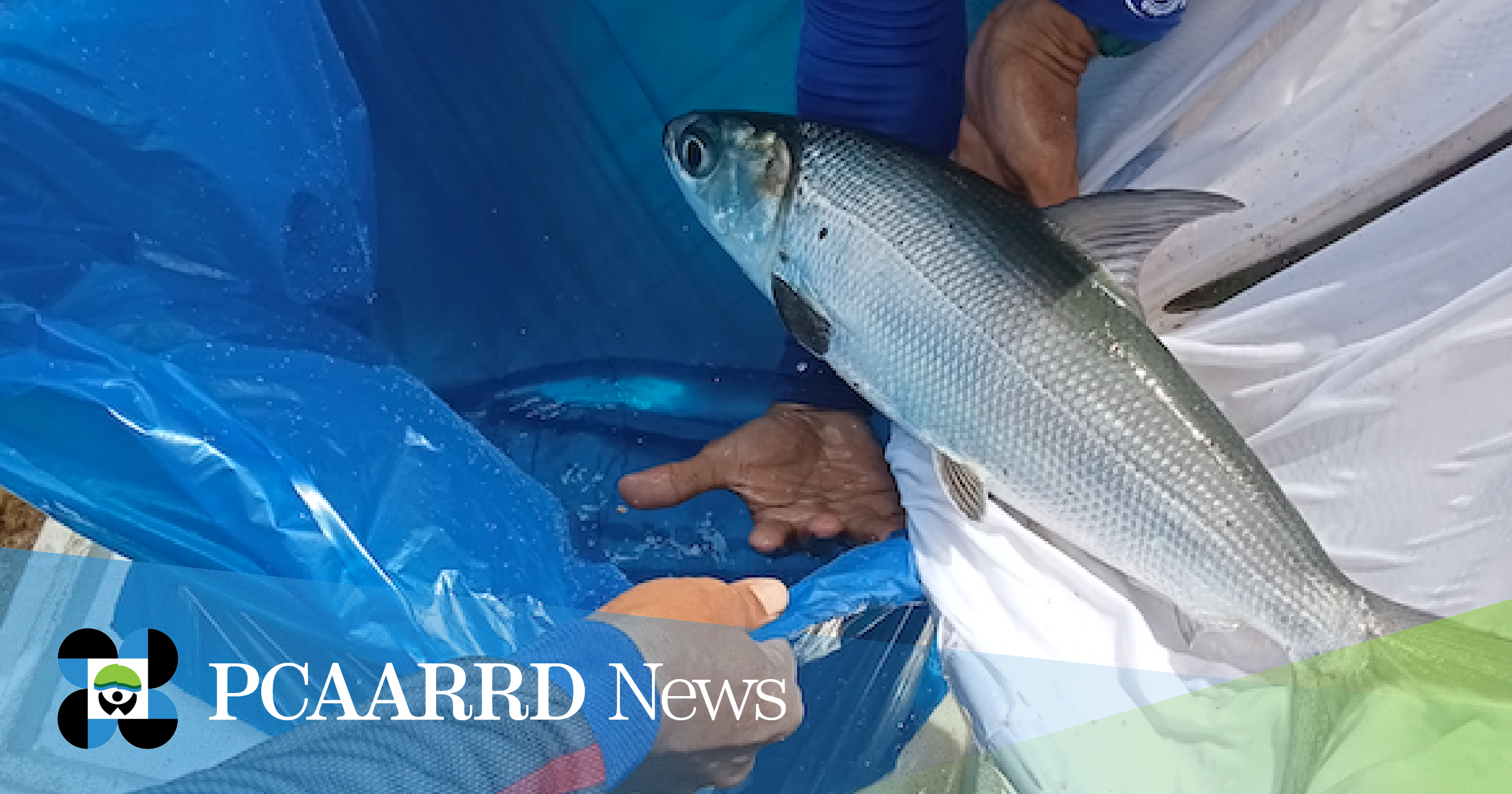 DOST funds R&amp;D on new tech for sustainable bangus fry production